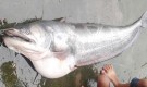 হাকালুকি হাওরে ধরা পড়ল ২৭ কেজির বোয়াল