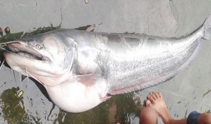 হাকালুকি হাওরে ধরা পড়ল ২৭ কেজির বোয়াল