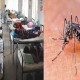 ২৪ ঘণ্টায় ২১৪ ডেঙ্গু রোগী হাসপাতালে ভর্তি