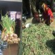 বাজারে নতুন পেঁয়াজ, দাম কমছে