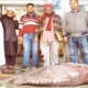 ১৩৭ কেজির কৈভোল মাছ লাখ টাকায় বিক্রি