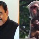 বানরের জন্য বরাদ্দ চাইলেন শাজাহান খান