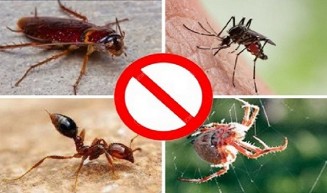 বর্ষায় বাড়ছে পোকামাকড়ের উপদ্রব, প্রতিকার জানুন