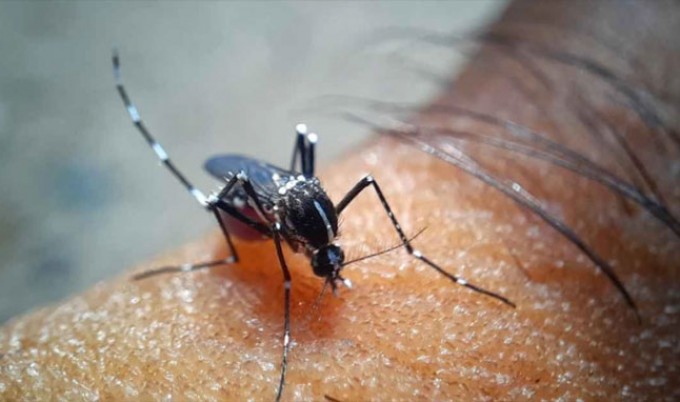 ডেঙ্গুতে আক্রান্ত হয়ে আরও ২২১ জন হাসপাতালে ভর্তি