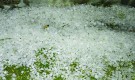 পৌষের শেষে শিলাবৃষ্টিতে চাঁপাইতে চাষিদের মাথায় হাত