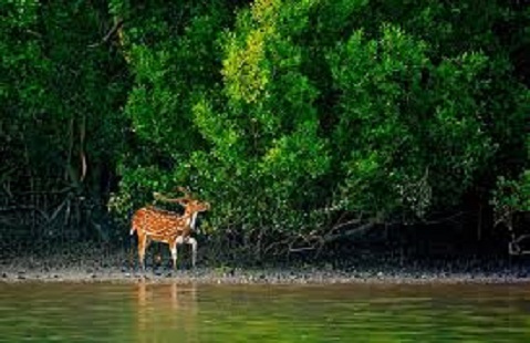 সুন্দরবন এলাকায় ৫ শিল্প প্রতিষ্ঠানকে ছাড়পত্র