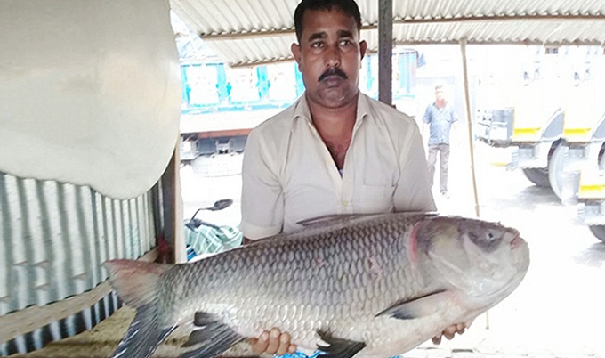 পদ্মায় ধরা পড়ল বিশাল আকৃতির কাতল