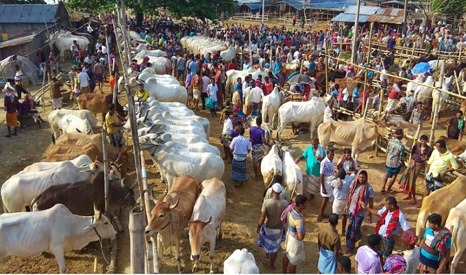 পশুর চিকিৎসায় হাটে থাকবে আড়াই হাজার মেডিকেল টিম