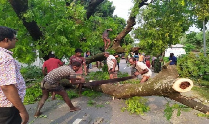 লালমনিরহাটে মহাসড়কের দুই পাশের গাছ কেটে নিচ্ছে আ’লীগ সভাপতি