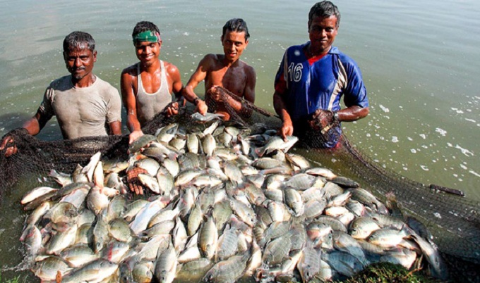 মাছ উৎপাদনে বিশ্বে অষ্টম বাংলাদেশ