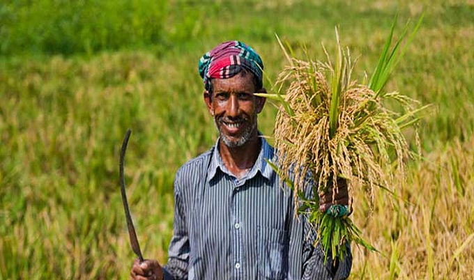 কৃষক থেকে অ্যাপে ধান কিনবে সরকার