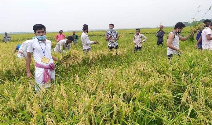 কৃষকের ধান কাটছে ছাত্রলীগ