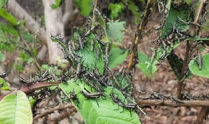 টেকনাফের সেই পোকা পঙ্গপাল নয়, ঘাসফড়িং