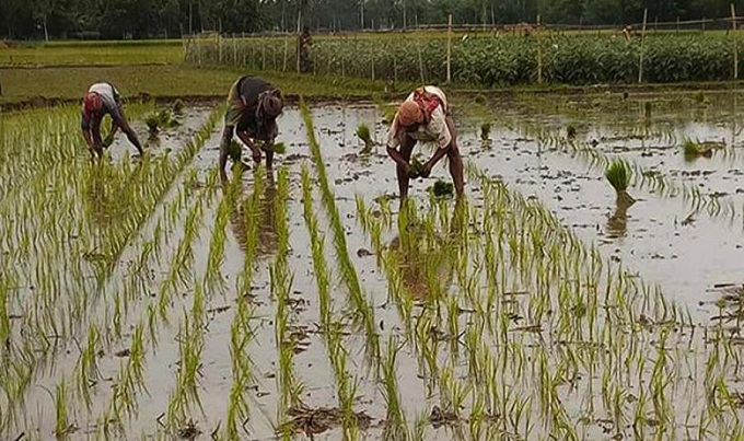 রংপুরে আউশ চাষে কুড়ি বছরের রেকর্ড