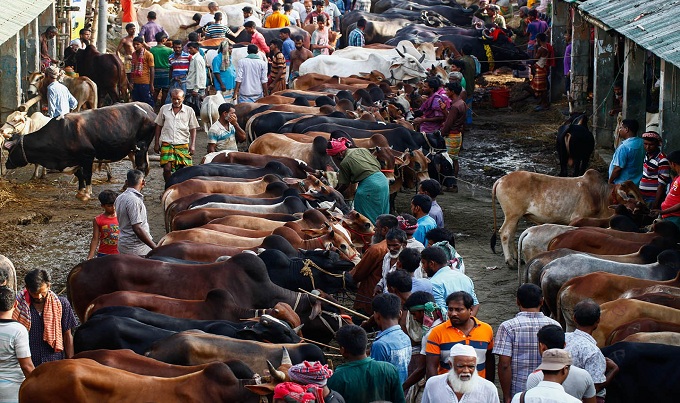 রাজধানীর ১১ স্থানে বসছে পশুর হাট