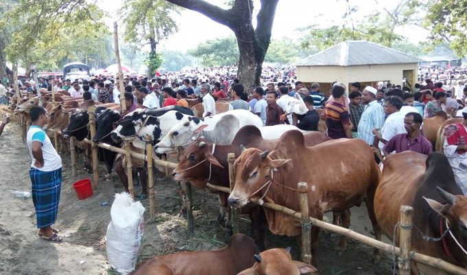 পশুর হাট করোনা সংক্রমণের ঝুঁকি বাড়বে