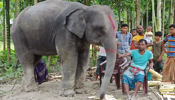 স্ত্রীকে খুশি করতে ১৬ লাখ টাকায় হাতি কিনলেন কৃষক