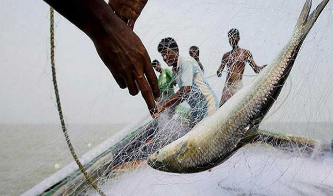 বুধবার থেকে ২২ দিন ইলিশ ধরা-বিক্রি নিষিদ্ধ