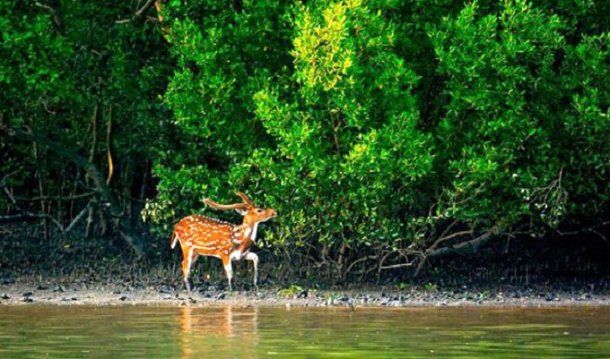 সাড়ে সাত মাস পর পর্যটকদের জন্য উন্মুক্ত সুন্দরবন