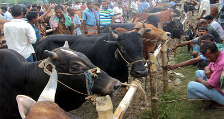 কোরবানির হাট নিয়ে স্বাস্থ্য মন্ত্রণালয়ের ২৩ নির্দেশনা