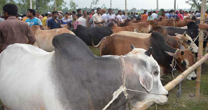 কোরবানির হাটে মানতে হবে যেসব নির্দেশনা