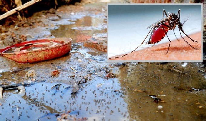 রাজধানীর যে দুই এলাকায় এডিস মশা সবচেয়ে বেশি