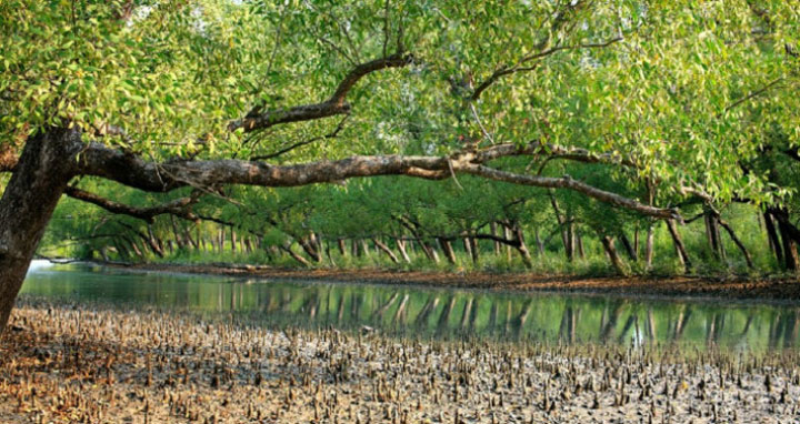 পর্যটকদের জন্য উন্মুক্ত হছে সুন্দরবন