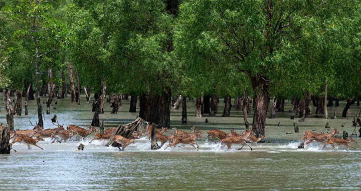 ৪ মাস পর খুলছে সুন্দরবন