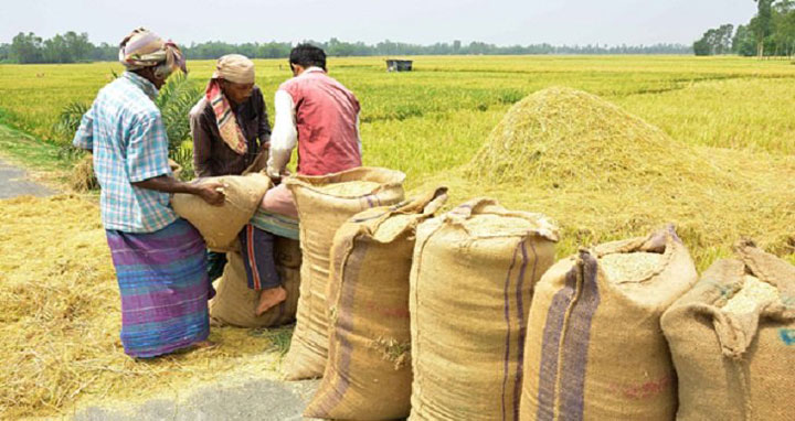 আমন ধান-চাল ও গমের ক্রয়মূল্য নির্ধারণ করেছে সরকার