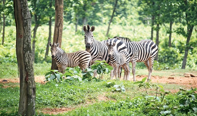 ১১ জেব্রার মৃত্যু: দুই কর্মকর্তা প্রত্যাহার