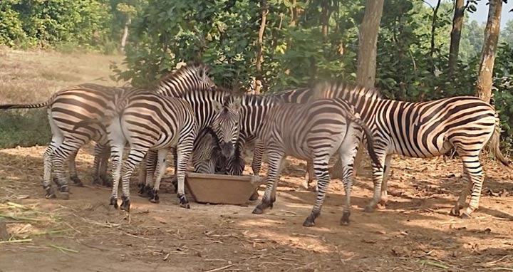 পার্কে জেব্রা মৃত্যুর কারণ খুঁজতে মাঠে সিআইডি