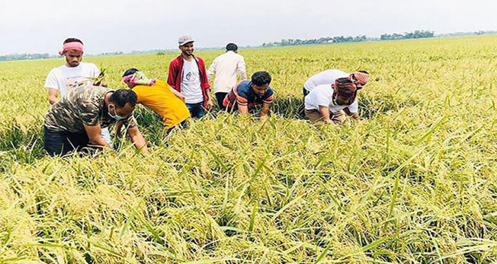 হাওরের ৪১ শতাংশ বোরো ধান কাটা শেষ