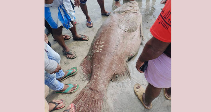 সেন্টমার্টিনে ধরা পড়ল ১৫০ কেজি ওজনের কোরাল