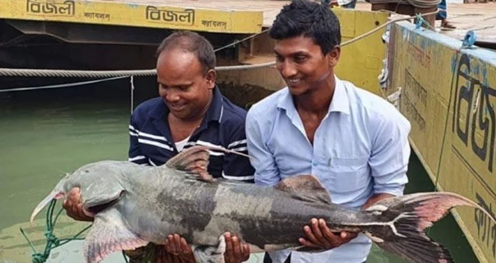 ২৬ কেজির বাঘাইড় ৩১ হাজার টাকায় বিক্রি