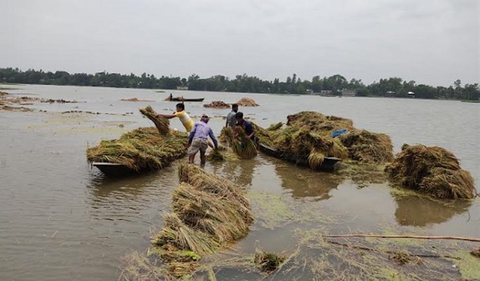 বন্যা সতর্কতা, ৫ জুনের মধ্যে ফসল সংগ্রহের নির্দেশ