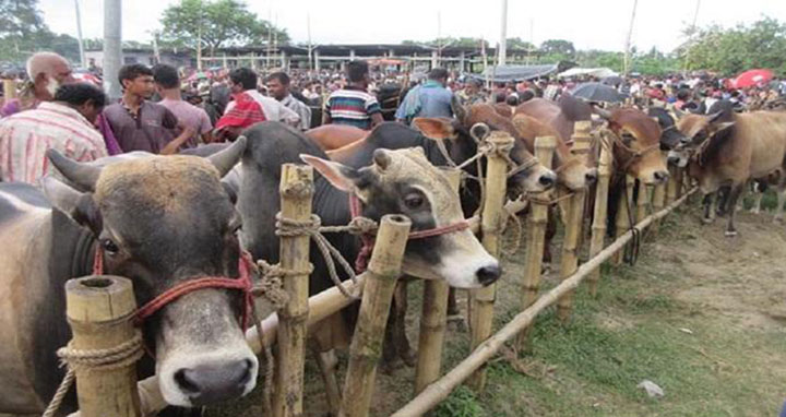 রাজধানীতে ৬ জুলাই থেকে বসবে অস্থায়ী কোরবানির পশুর হাট