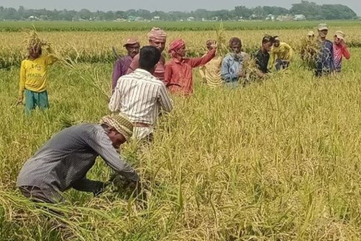 কিশোরগঞ্জে শুরু হয়েছে বোরো ধান কাঁটা