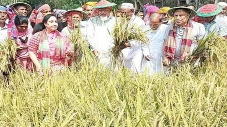 কৃষকের ধান কেটে দিলেন ধর্ম প্রতিমন্ত্রী