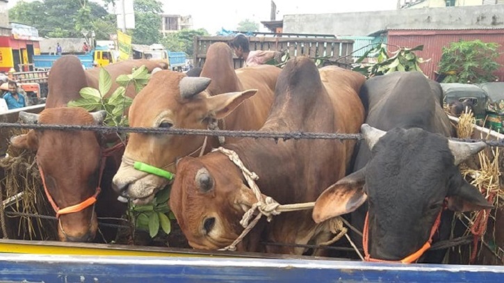 হাটগুলোতে আসতে শুরু করেছে  পশুভর্তি ট্রাক