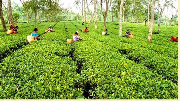 চা উৎপাদনে নতুন রেকর্ডের পথে বাংলাদেশ