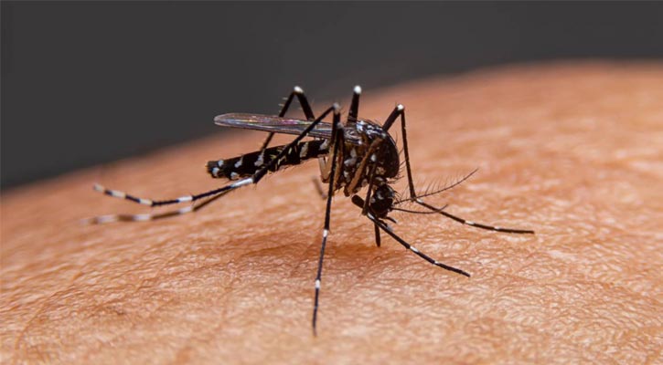 ডেঙ্গু আক্রান্ত ১২ হাজার ছাড়াল