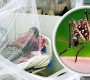 ডেঙ্গুতে একজনের মৃত্যু, হাসপাতালে ভর্তি ১১৪