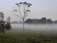 তাপমাত্রা নামল ১২ ডিগ্রিতে