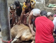 দ্বিতীয় দিনেও চলছে পশু কোরবানি