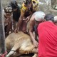 দ্বিতীয় দিনেও চলছে পশু কোরবানি