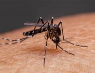 ডেঙ্গু আক্রান্ত ১২ হাজার ছাড়াল