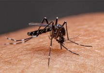 ডেঙ্গু আক্রান্ত ১২ হাজার ছাড়াল